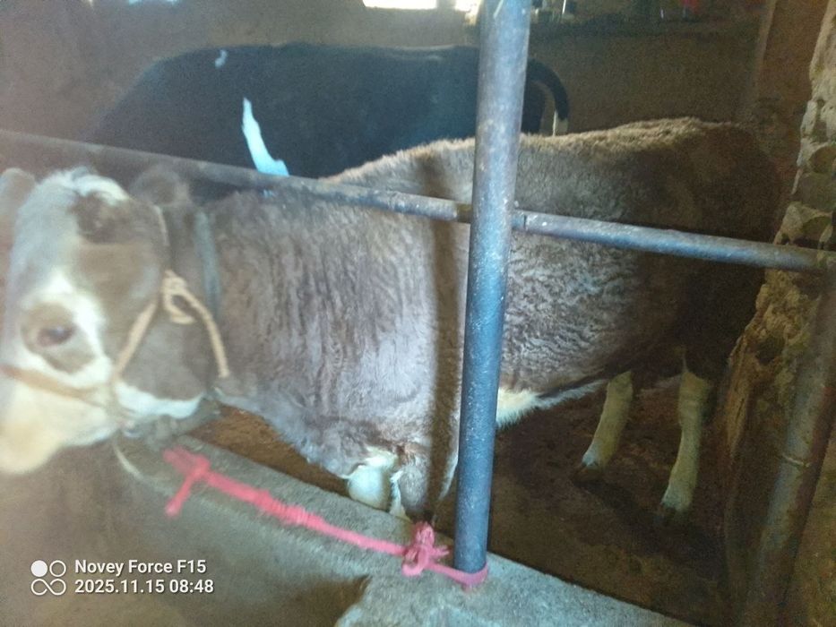 Gʻonajin qochirishga tayyor