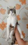 Котик подросток ищет дом!