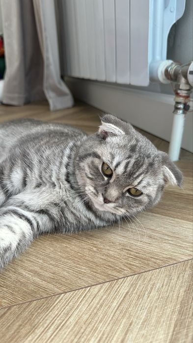 Кошка шотландская вислоухая (Scottish Fold)