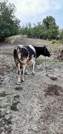 Vaca de vânzare vârstă 9 ani