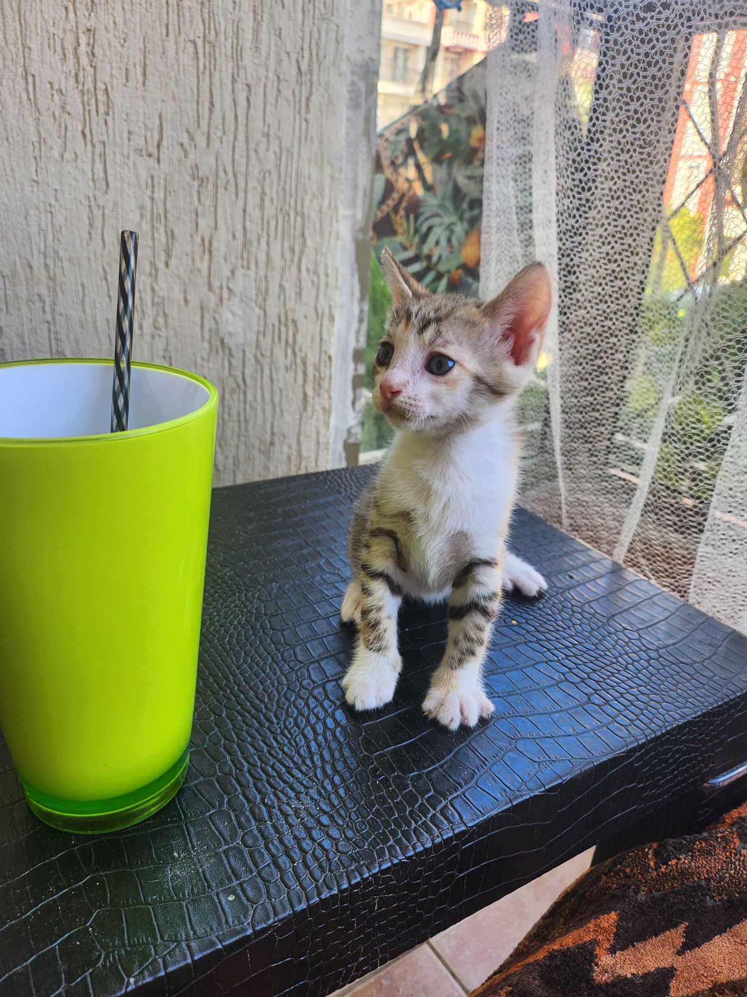 Бенгалски котета