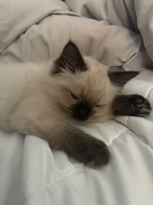 Сиамские котята
