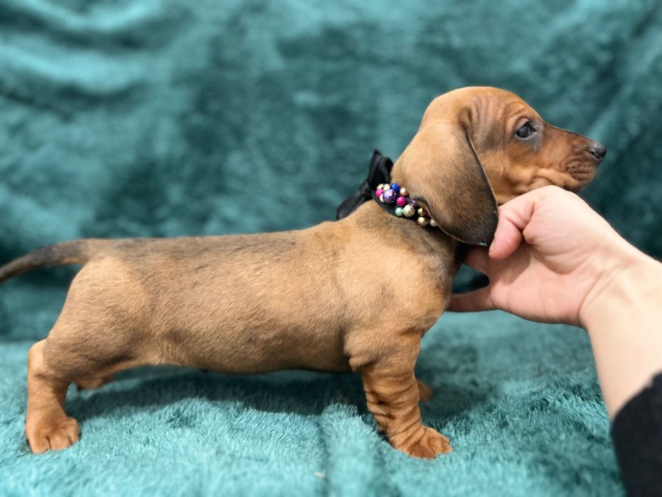 Catel teckel tekel cu Pedigree FCI