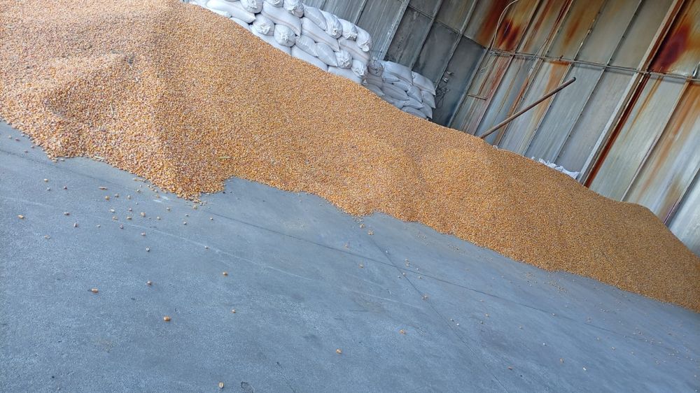 Porumb boabe de vânzare preț 1.3kg