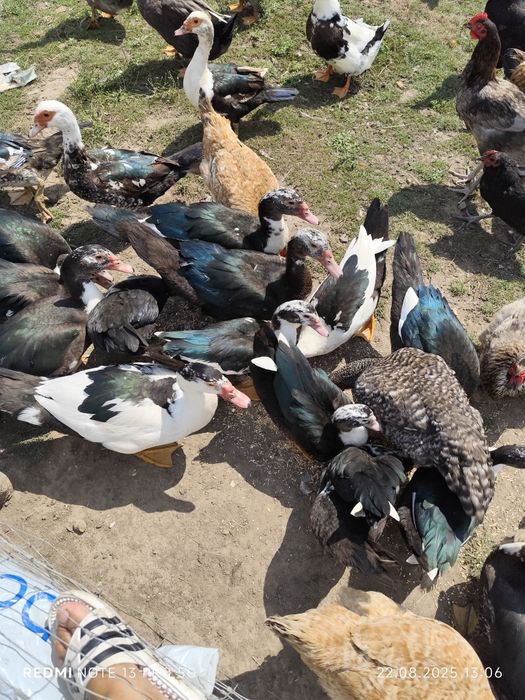 Rate mute caută casa noua