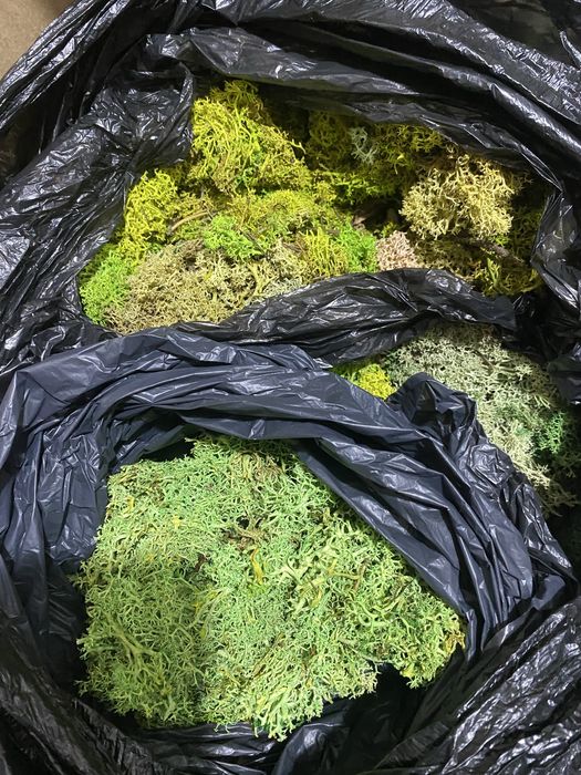 licheni si muschi naturali