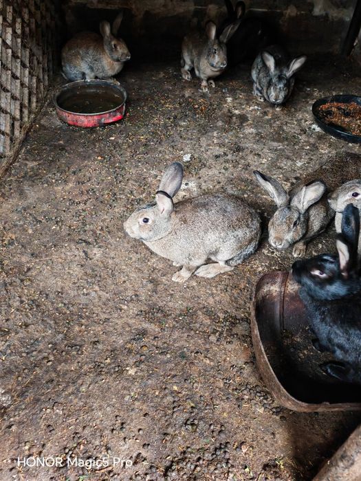 Vând  Iepuri pentru consum