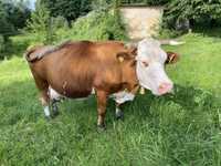 Vand vaca baltata-romaneasca