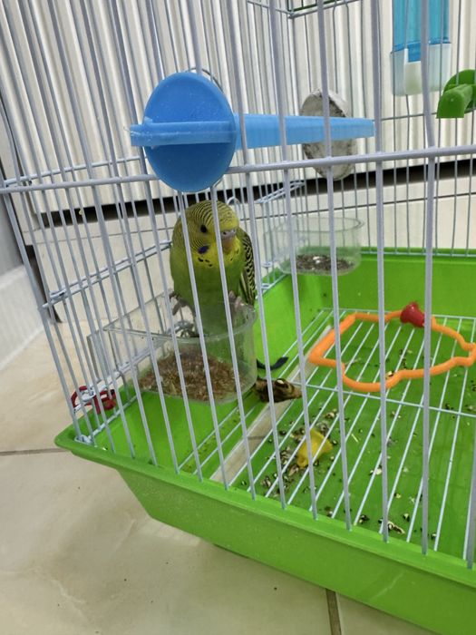 Папугай, очень умный