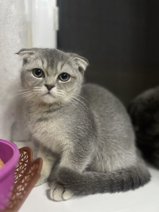 Sotuvda fold qizcha 1.5mln  Urganchda