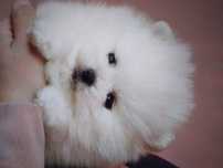 Cățel pomeranian
