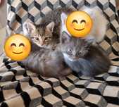 Отдам домашних котят