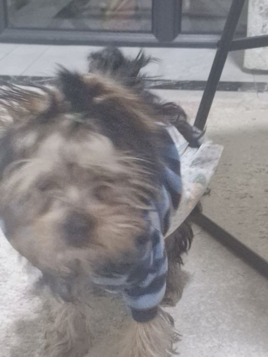 Продам щенка  йорка 3 месяца мальчик.