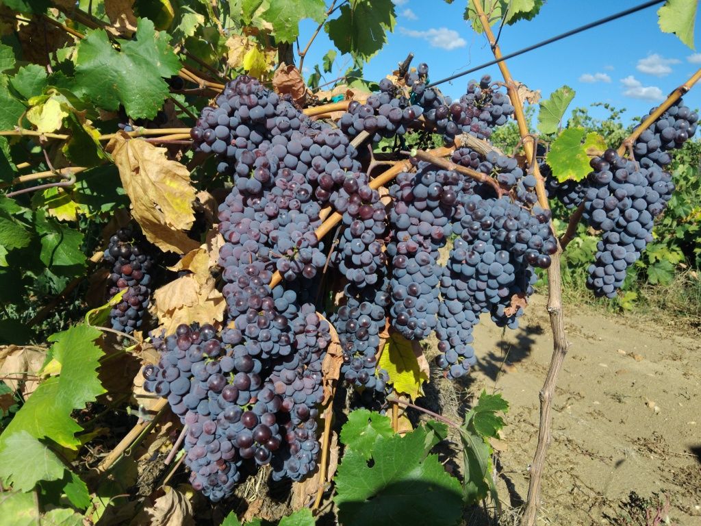 Продавам грозде за вино и ракия - памид  , мерло и мавруд