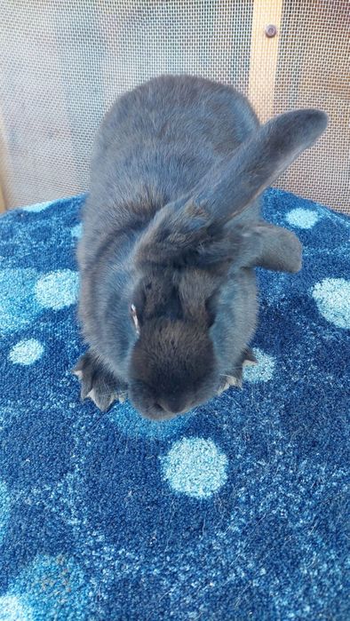 Vând Iepuri Pereche Berbec German