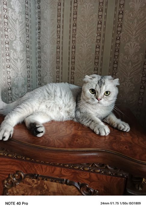 Скотиш фолд серебристая шиншилла