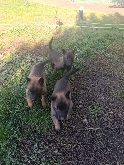 Чистокръвни малки белгийски овчарки Малинуа малионис