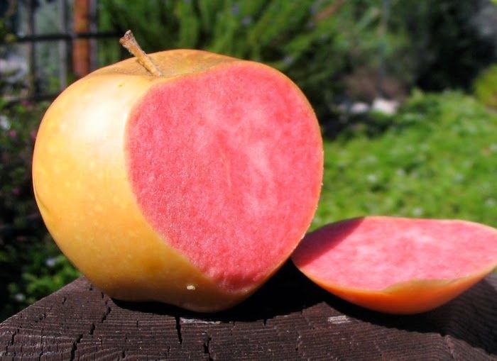 Mar Pink pearl.         .