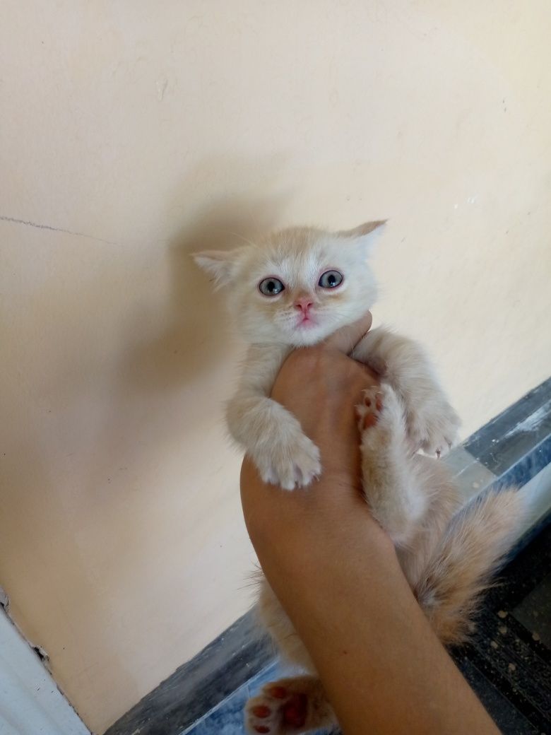 Страт и фольд котёнки
