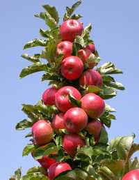 Продам саженцы колоновидной яблони