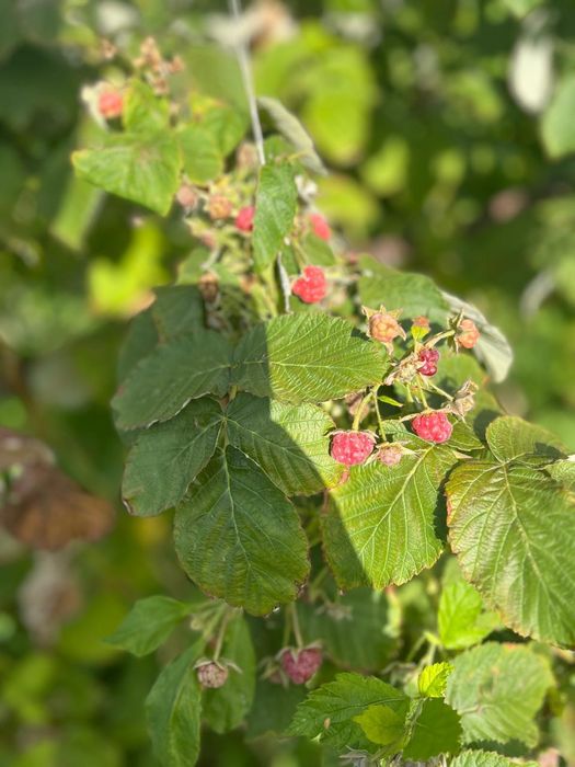 Продается  дом в мкр Коктем