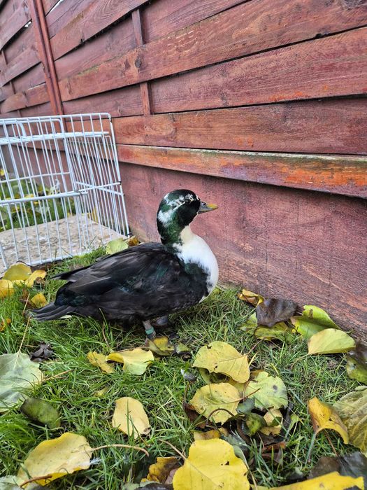 Rate pitice olandeze