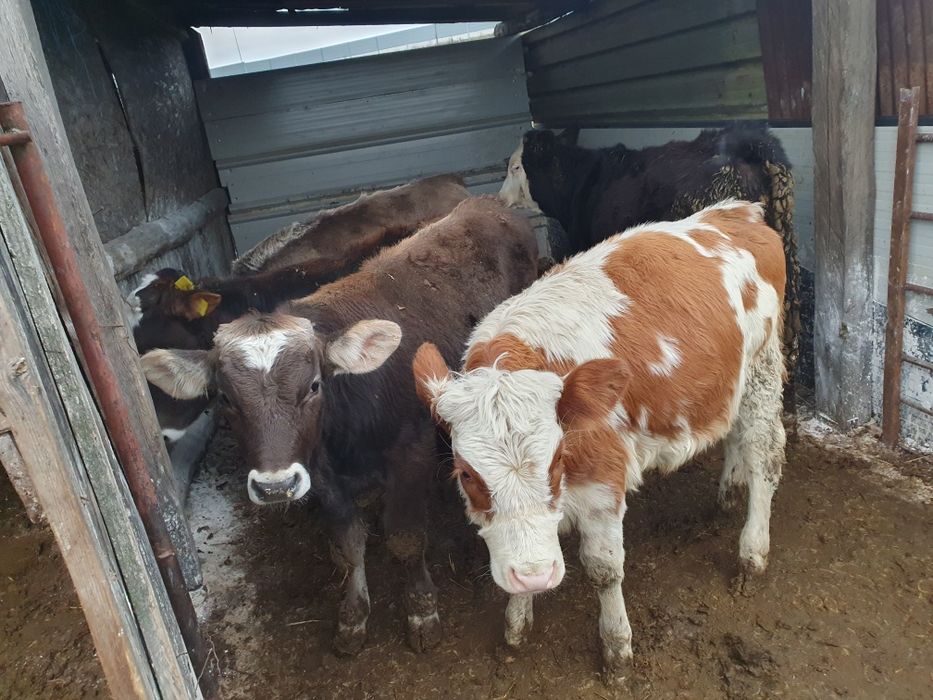 Vabd 4 vitele si 1 tauras