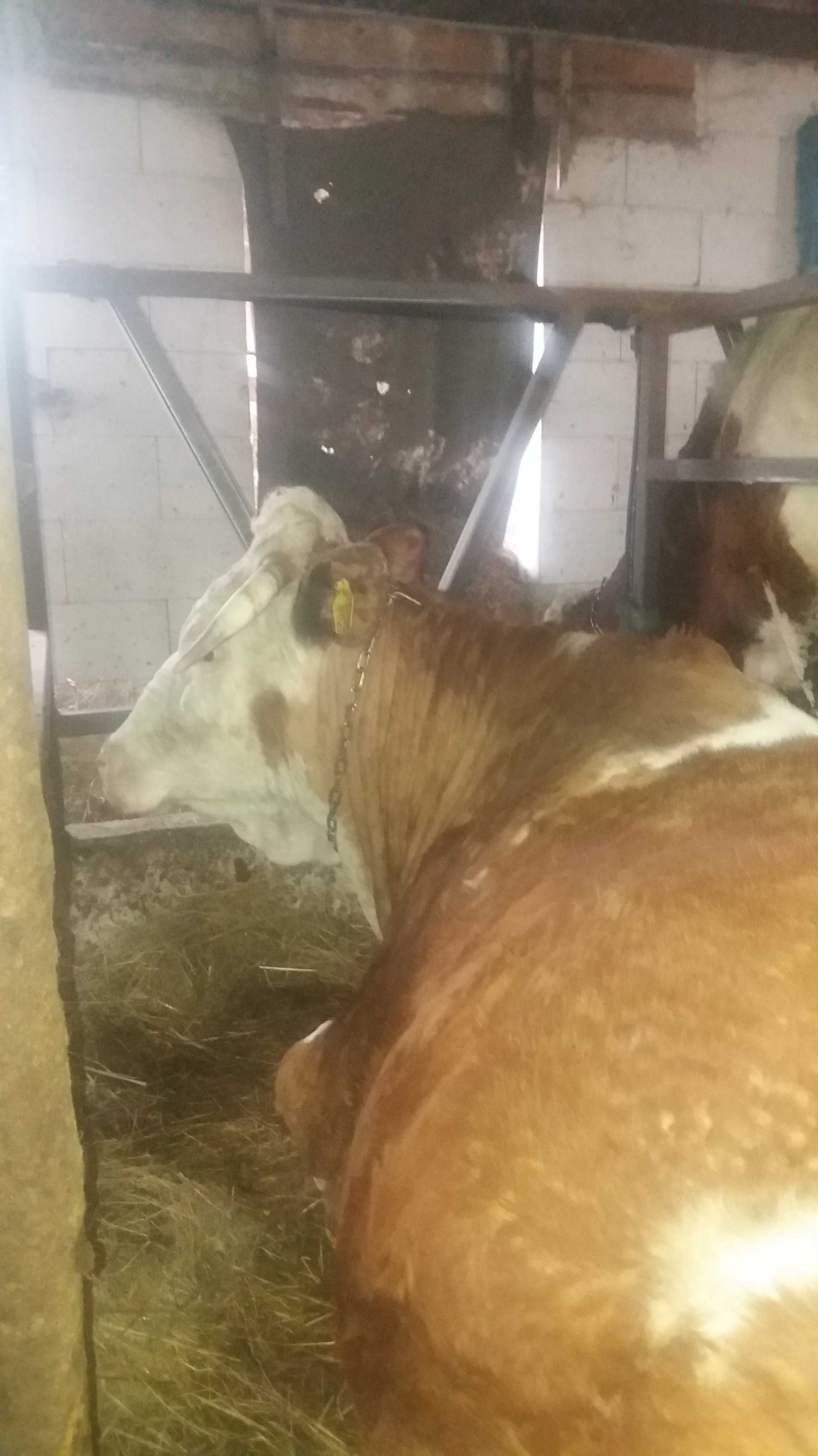 Vaca gestantă Maia