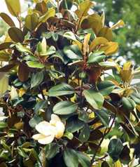 Magnolia Grandiflora Mesteacan, Plante Ornamentale De orice specie