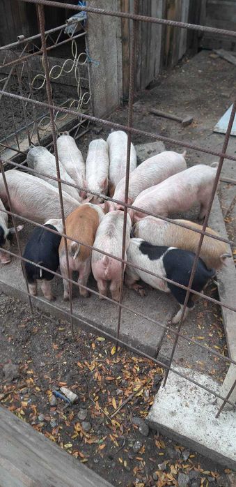 Продавам бели прасенца