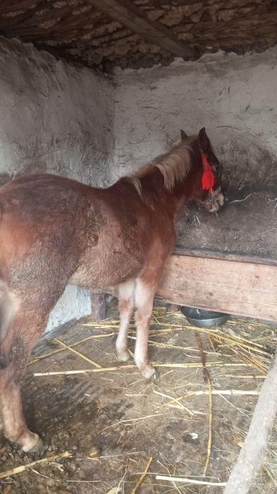 Dau la schimb mânza de 8 luni o dau pe oi