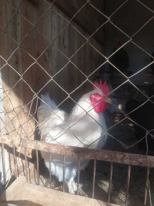 xõroz martda ochib chiqgan