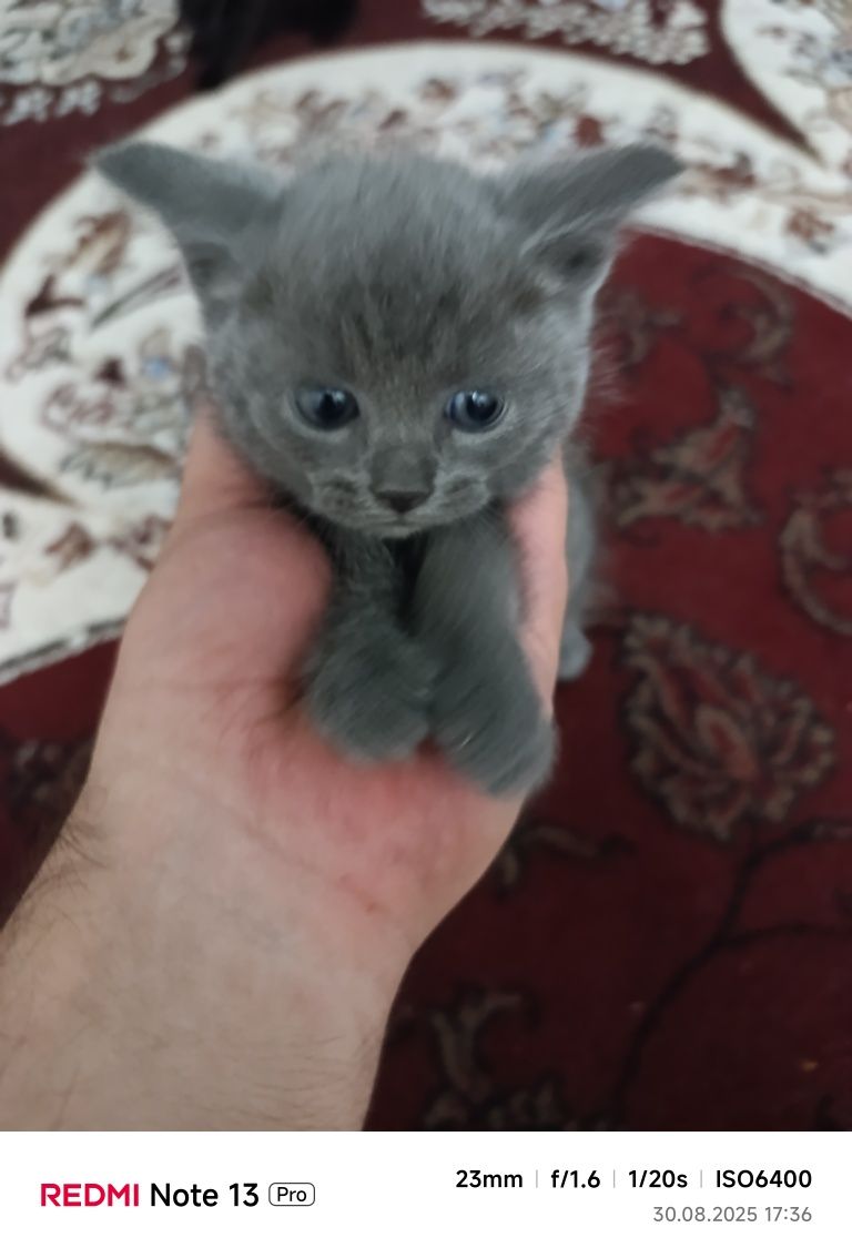 Скоттиш Фолд Шотландский
