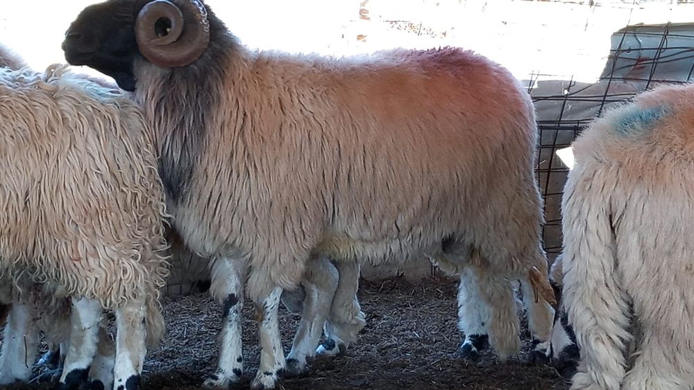 Berbeci breji, oacheși, bucălăi