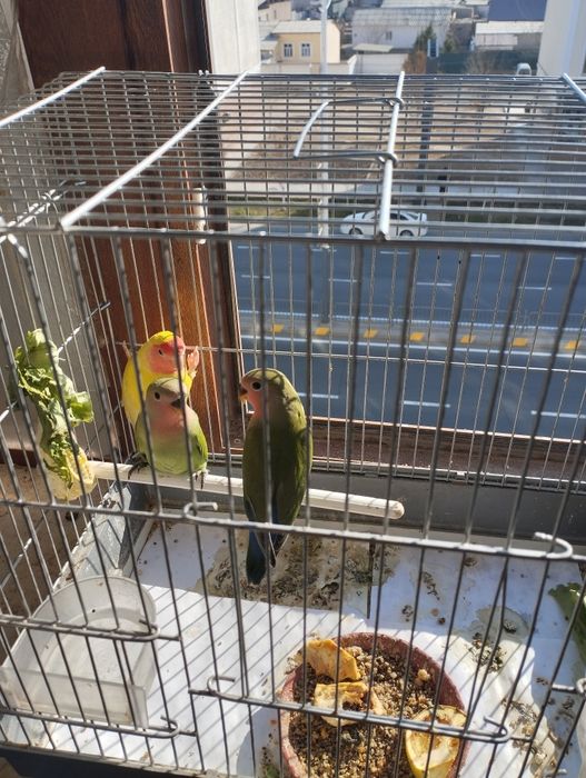 Неразрушка 4та бор