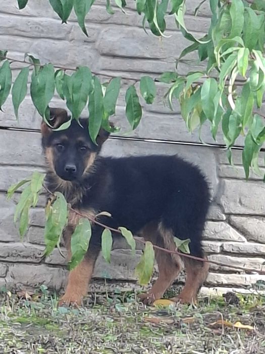 Немски   Овчарки