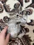 Отдам котенок даром