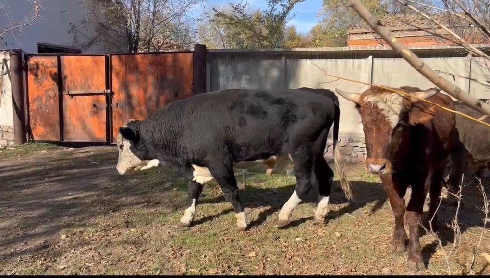 Продаются бычки 1,5 годовалые и 2 годовалые .31 голова