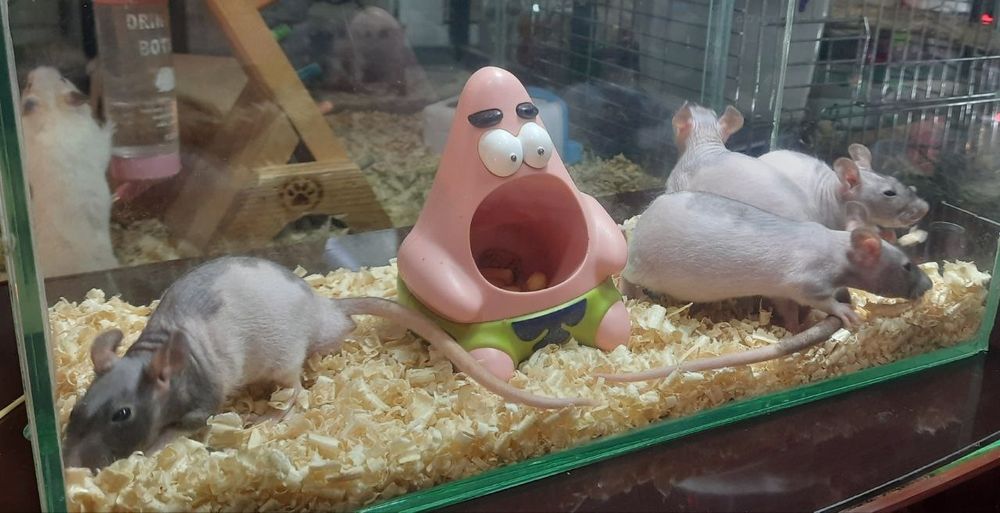 Крысы-сфинксы тёмного окраса