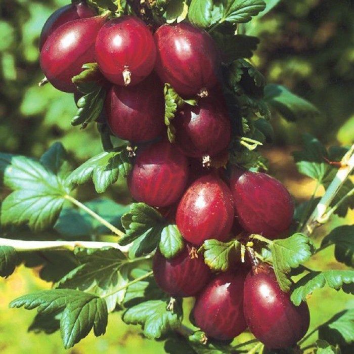 Arbusti Fructiferi soiuri de  agris rosu