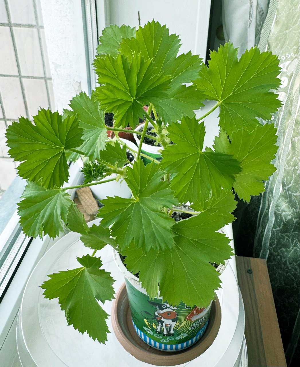 Продам Королевскую пеларгонию