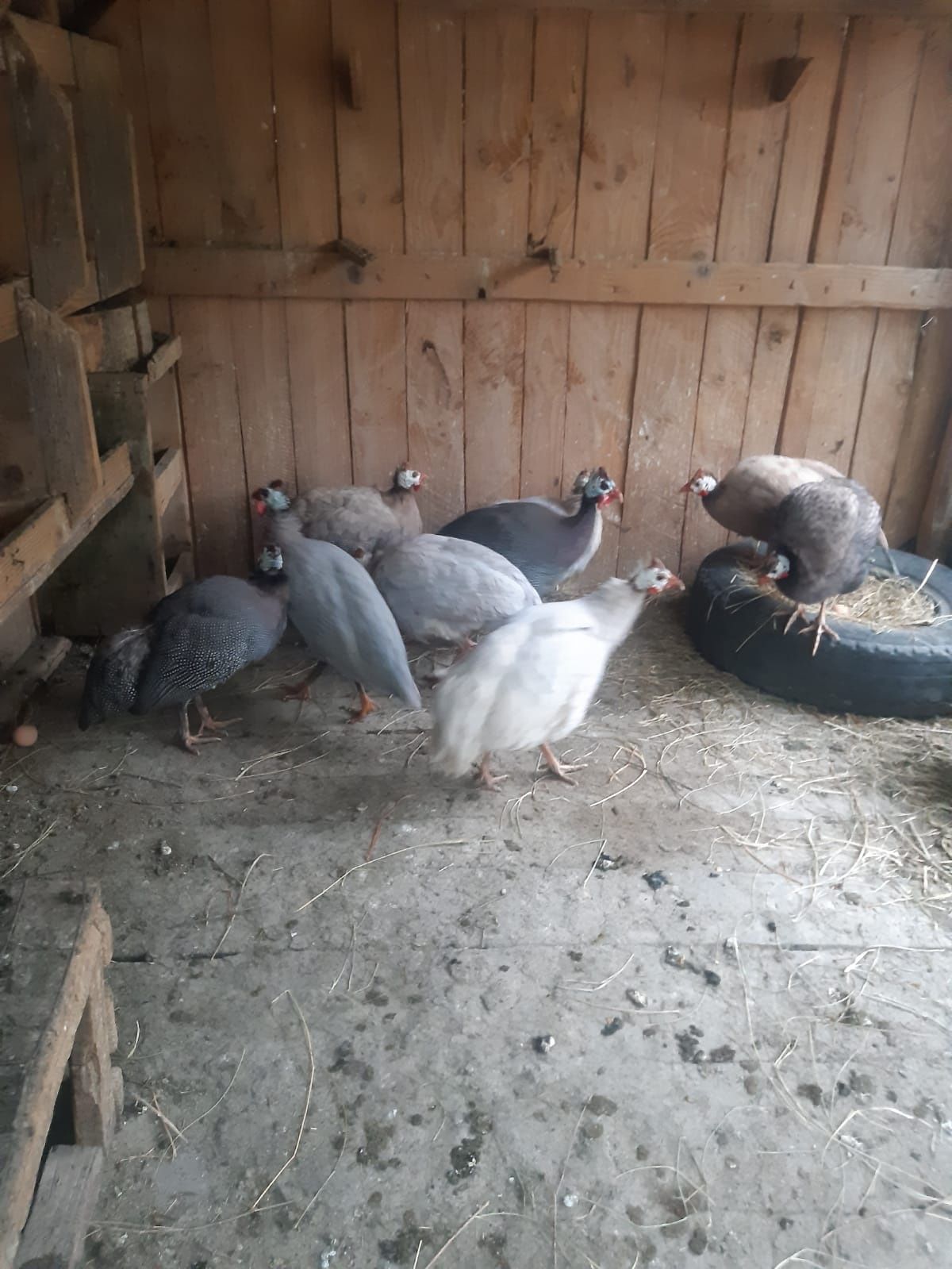 Oua de bibilica pentru incubat