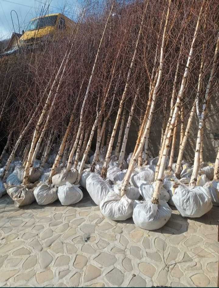Plante decorative pentru un peisaj elegant și rafinat