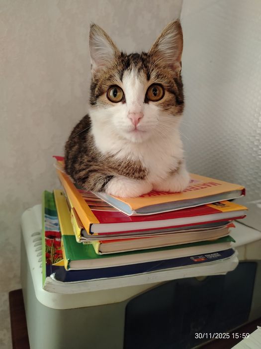 Котик Мурзик ок. 5 мес. В любящую, ответственную семью.