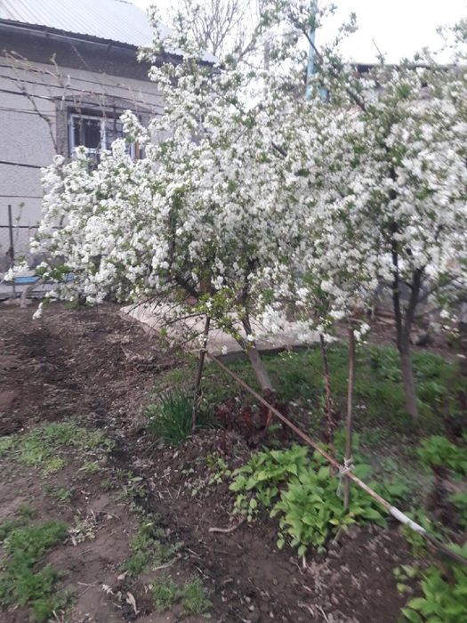 Продам саженцы карликовой вишни