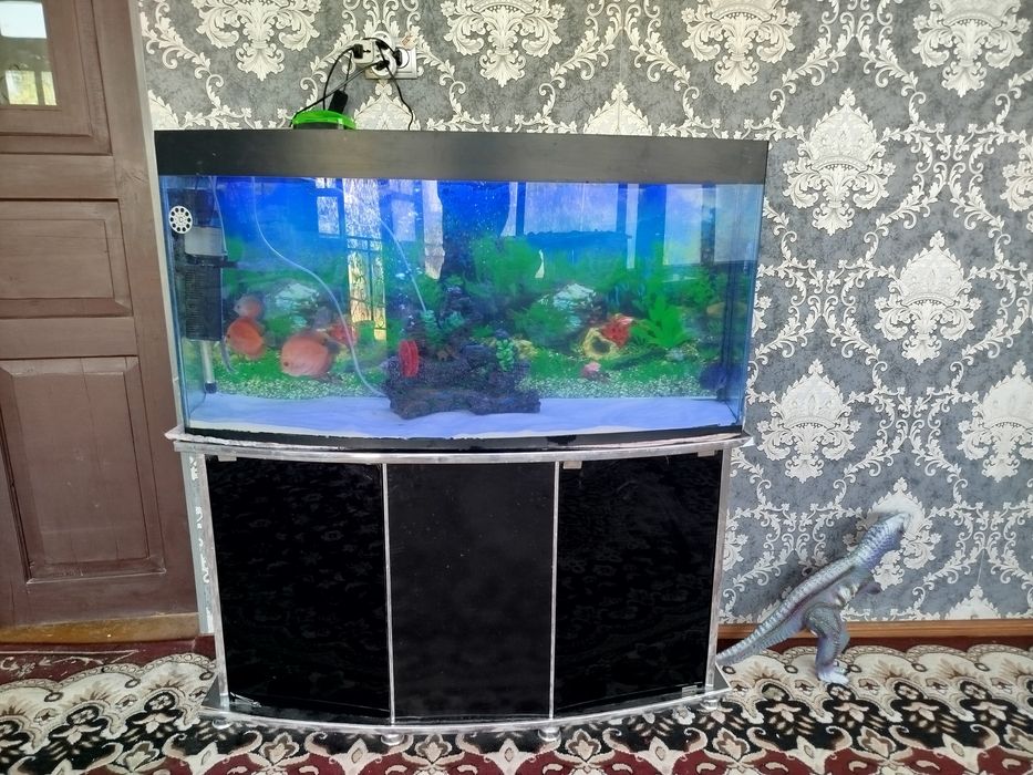 Diskus akvarium bilan komplekt