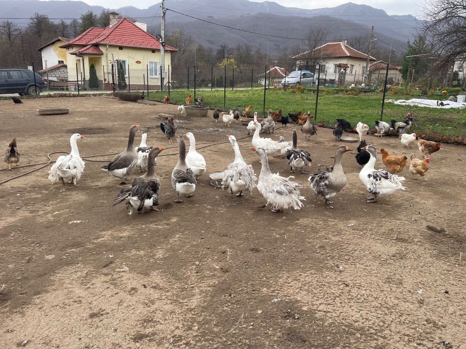 Продавам млади гъски