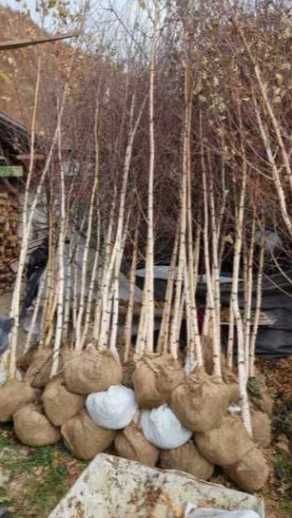 Arțar, salcâm și tei – frumusețe naturală în grădini