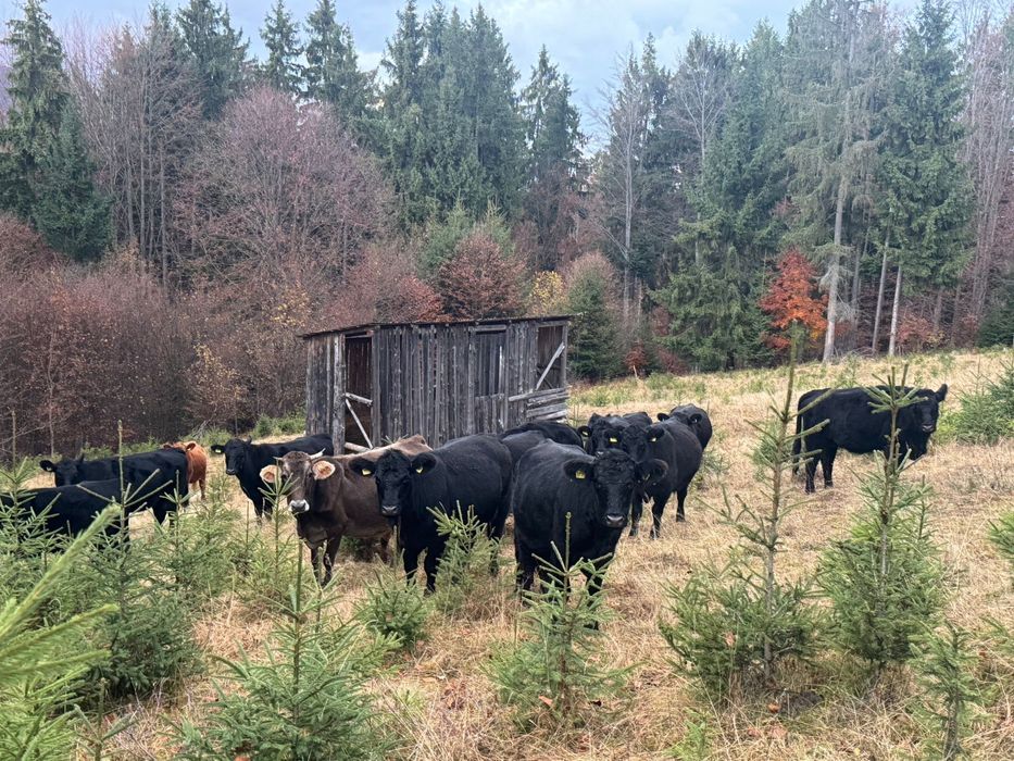 Vand 10 Vaci Angus Tinere Cu Certificat