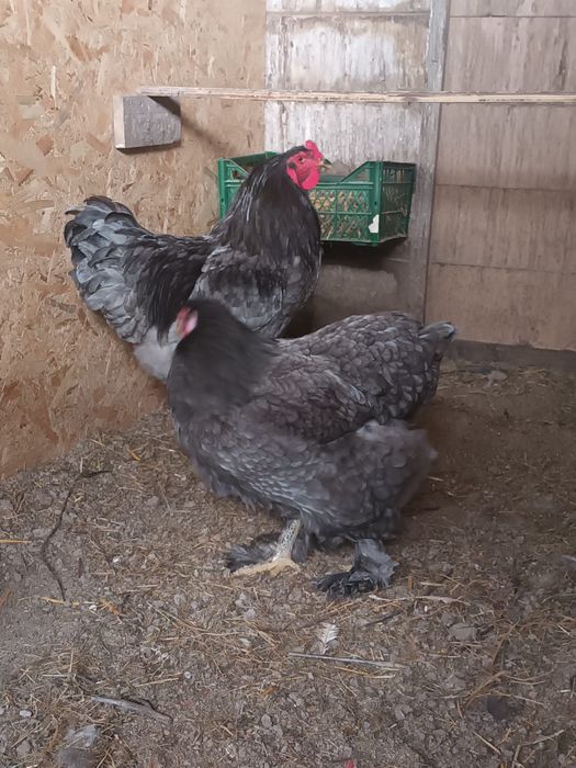 Pereche Brahma albastru!